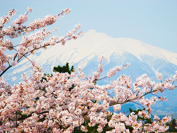 写真：山と桜