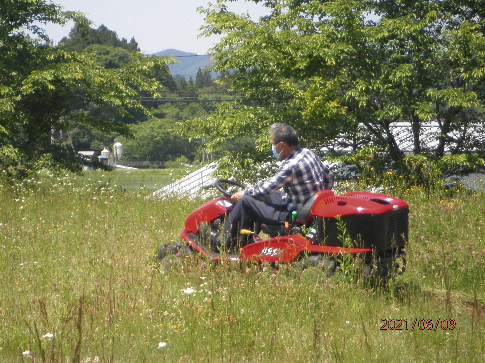 写真：山と桜